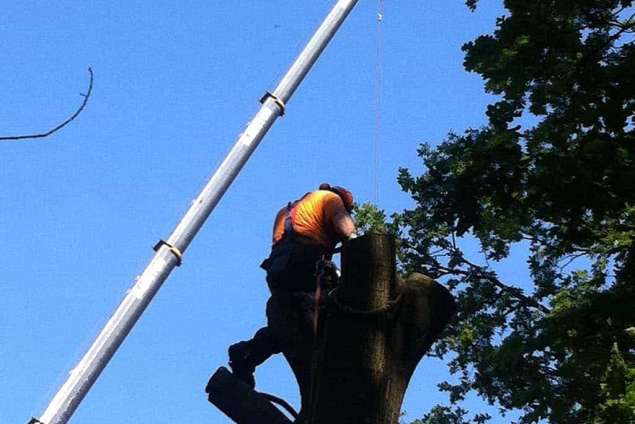 nu de boom ontdaan is van takken de boom verder wegtakelen uit de achtertuin